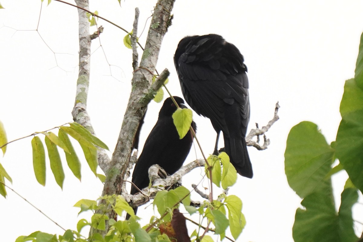 Vacher géant - ML645096531