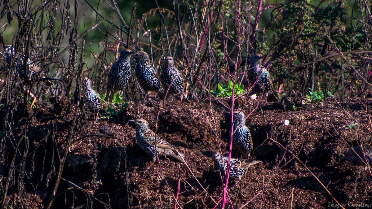 Шпак звичайний - ML645096543