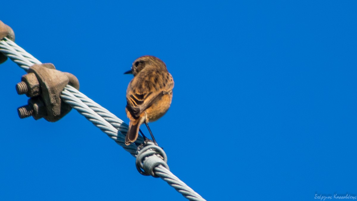 European Stonechat - ML645096551