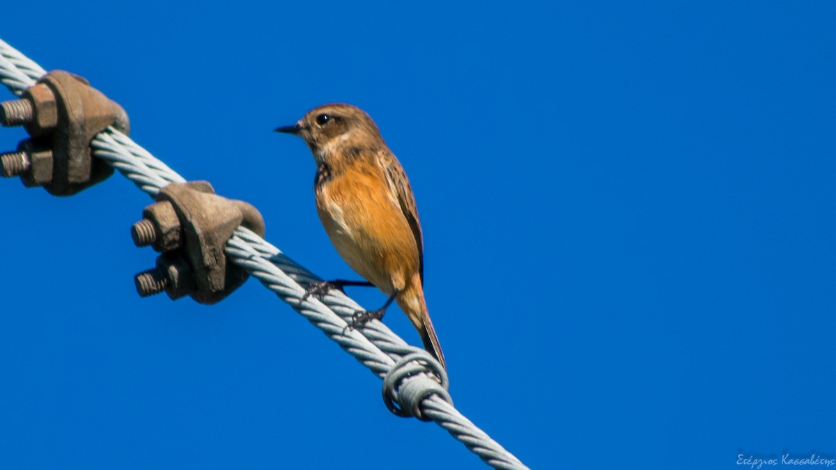 European Stonechat - ML645096552
