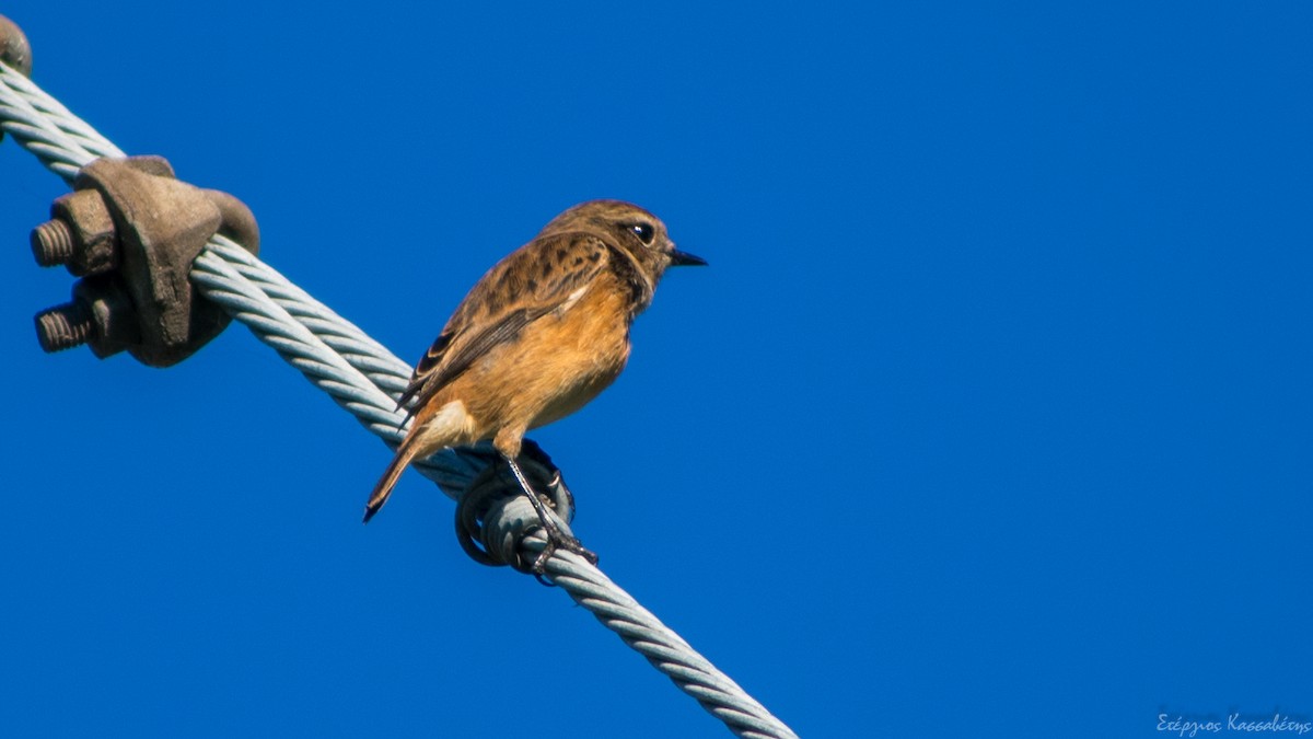 European Stonechat - ML645096553