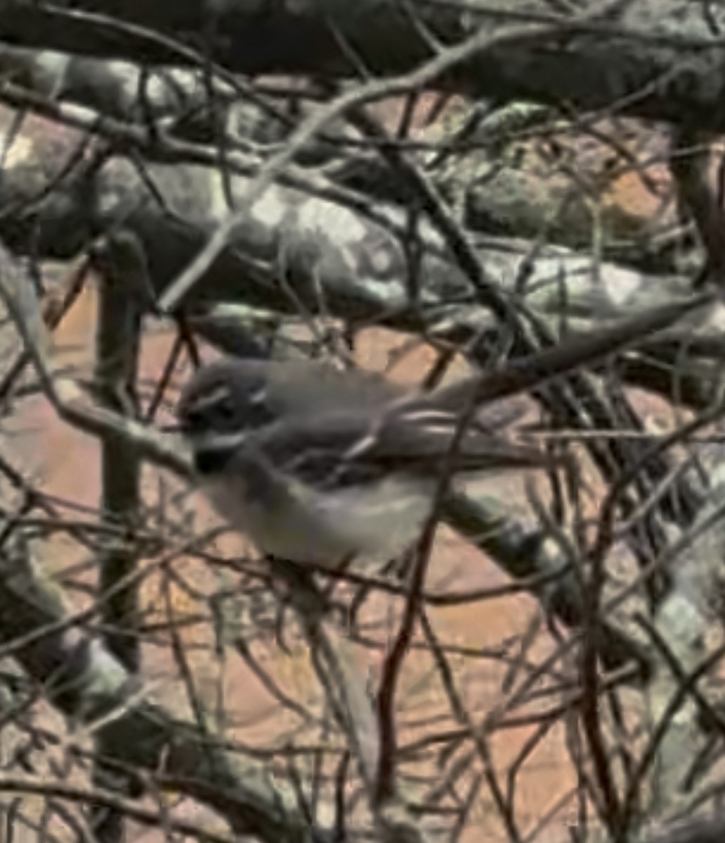 Gray Fantail - ML645096554