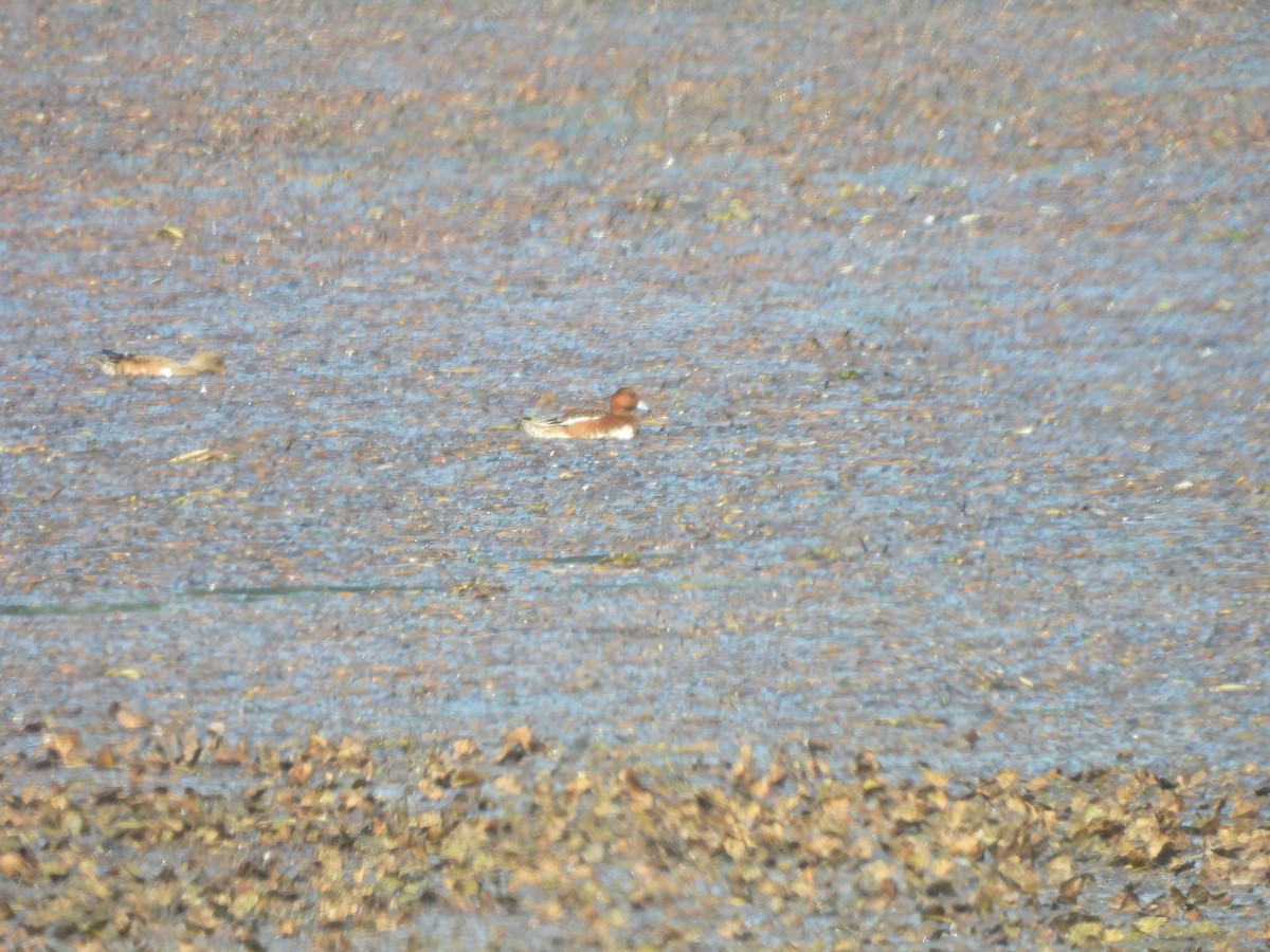 hvízdák eurasijský - ML645096555