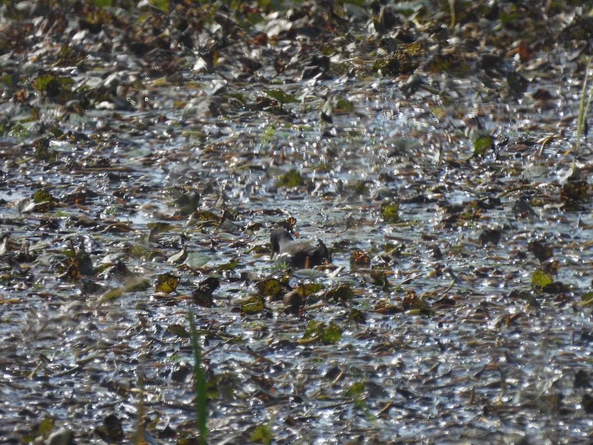 slípka zelenonohá - ML645096557