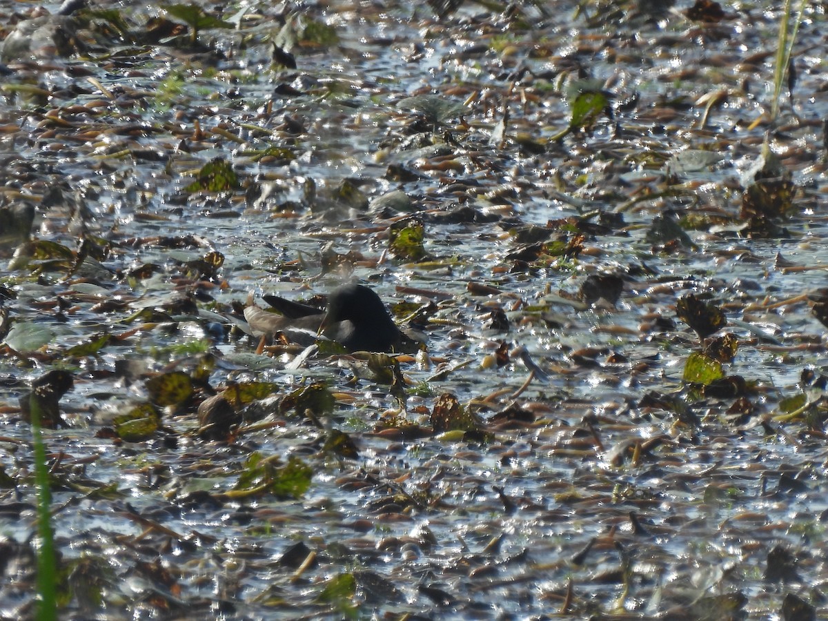 slípka zelenonohá - ML645096558