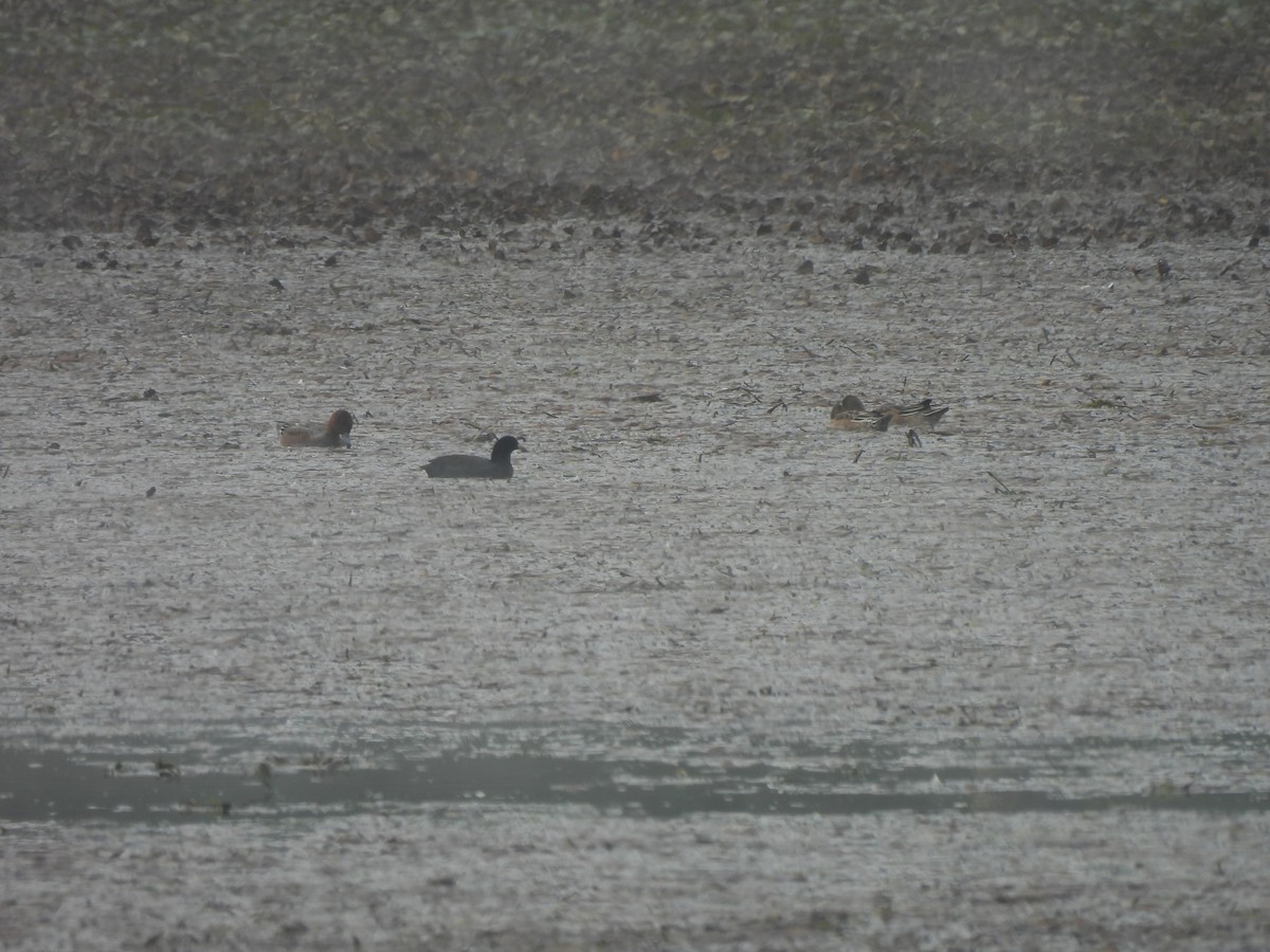 lyska černá - ML645096562