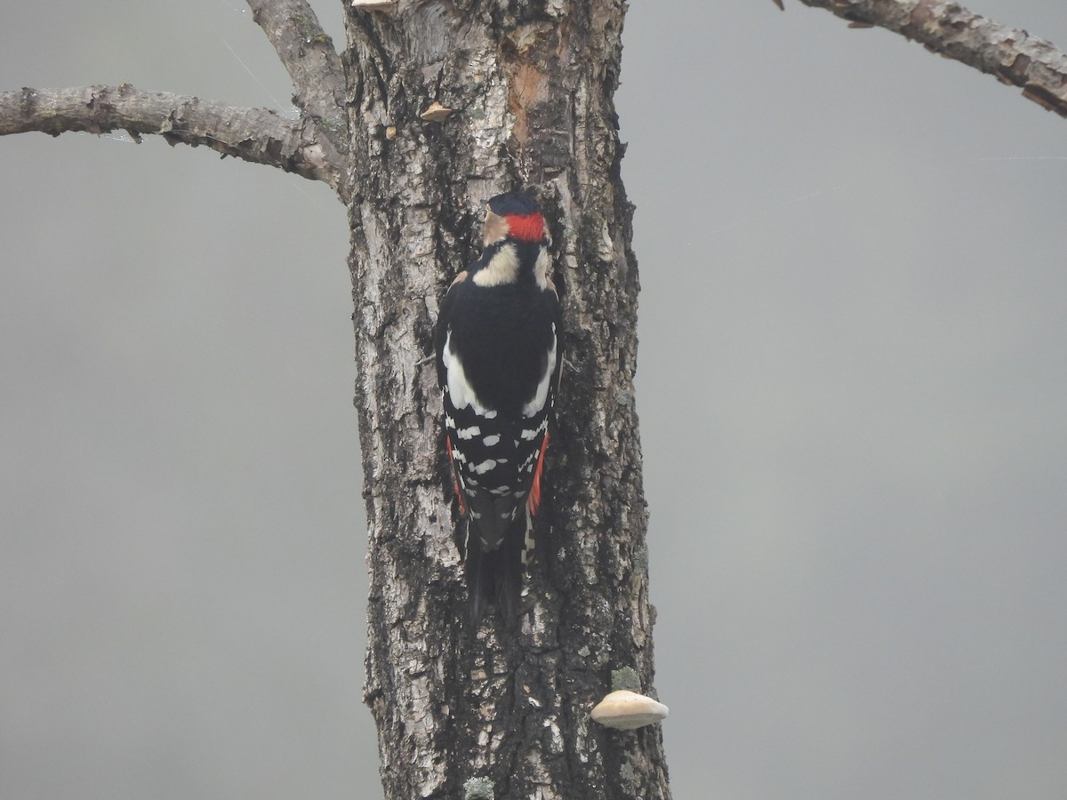 strakapoud velký - ML645096563