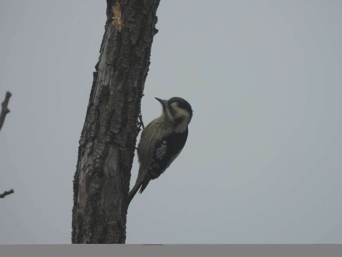 strakapoud šedočelý - ML645096576