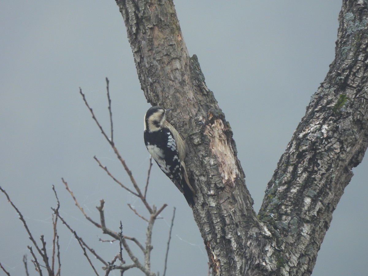 strakapoud šedočelý - ML645096577