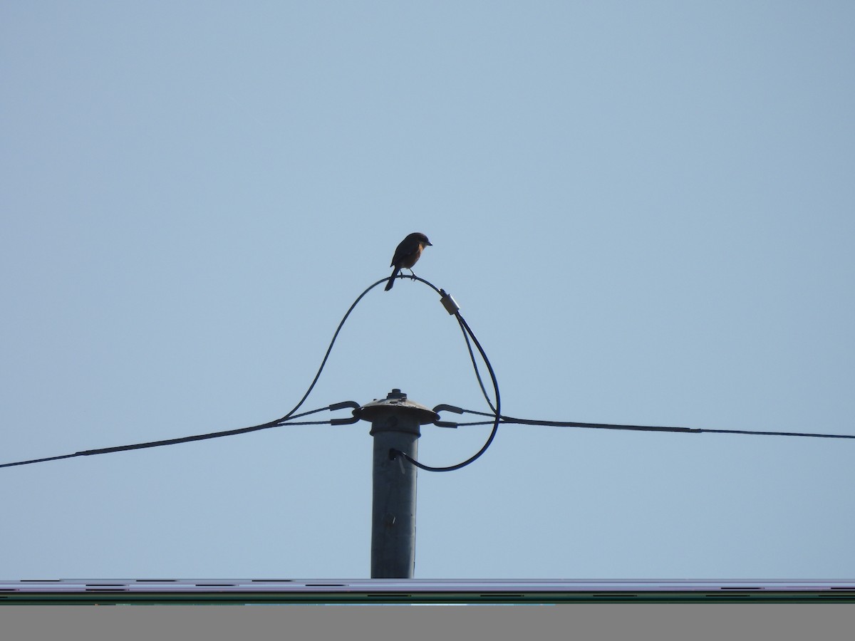 ťuhýk hlavatý - ML645096582