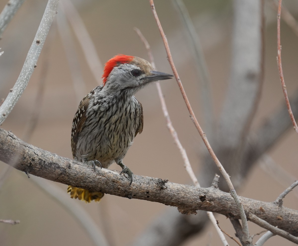 Cardinal Woodpecker - ML645096591