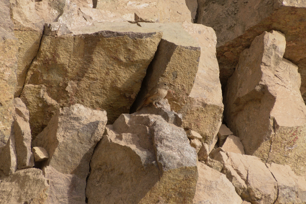 Southern House Wren - ML645096592