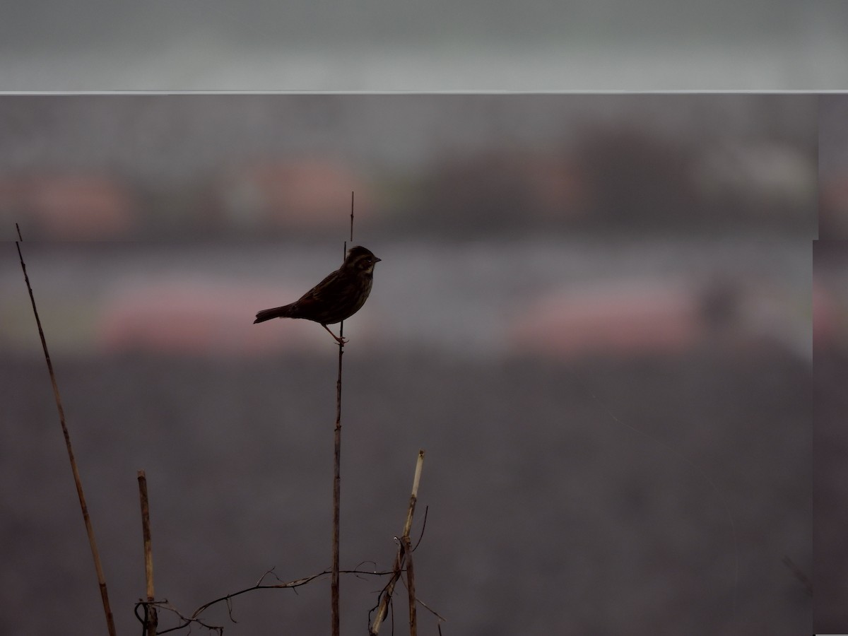 strnad sp. - ML645096599