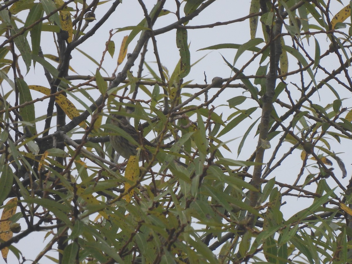 strnad sp. - ML645096600