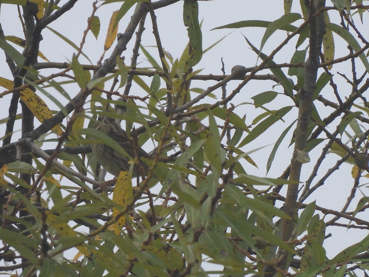 strnad sp. - ML645096601