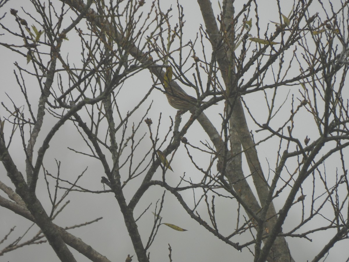 strnad sp. - ML645096602