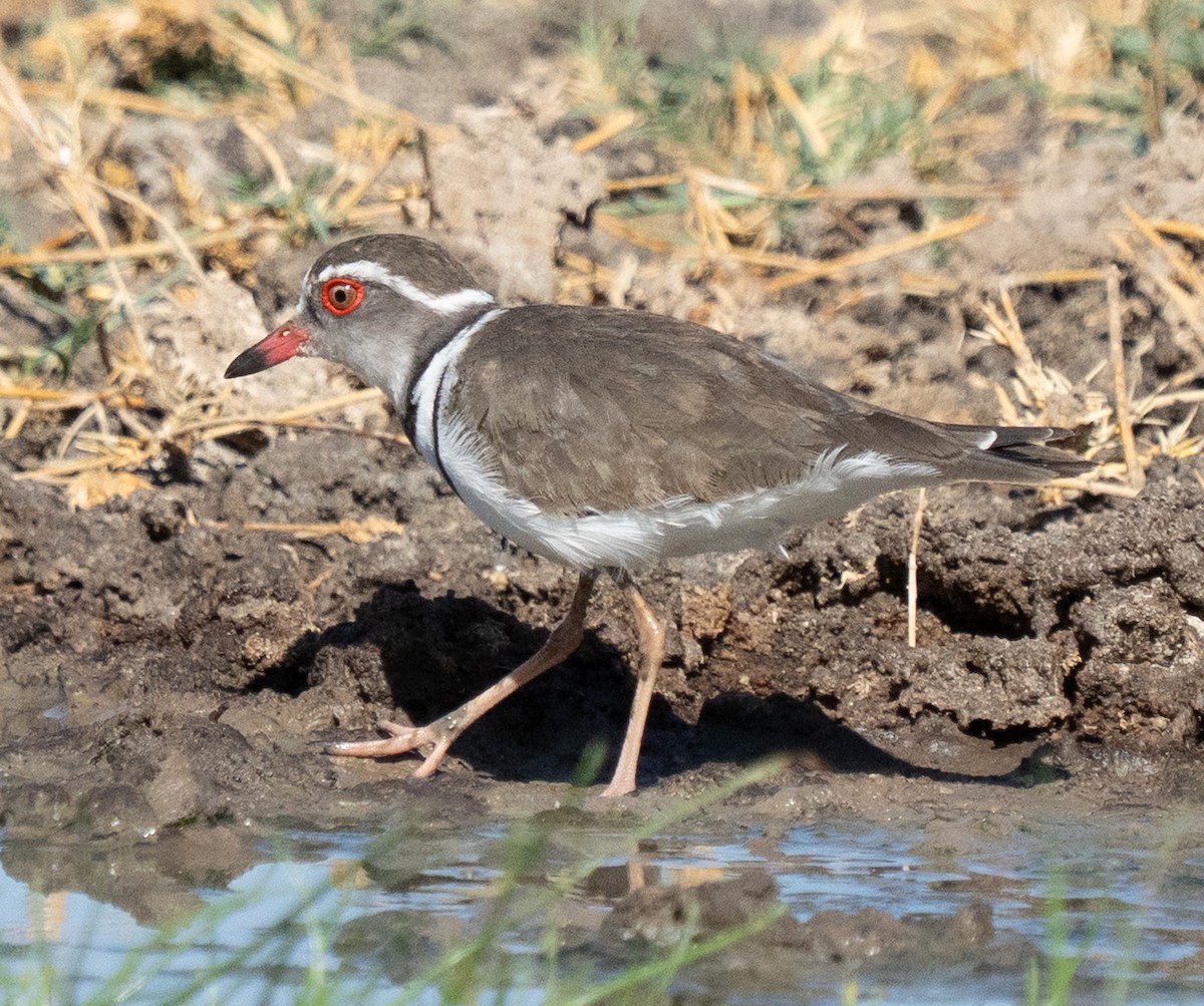 Three-banded Plover - ML645096613