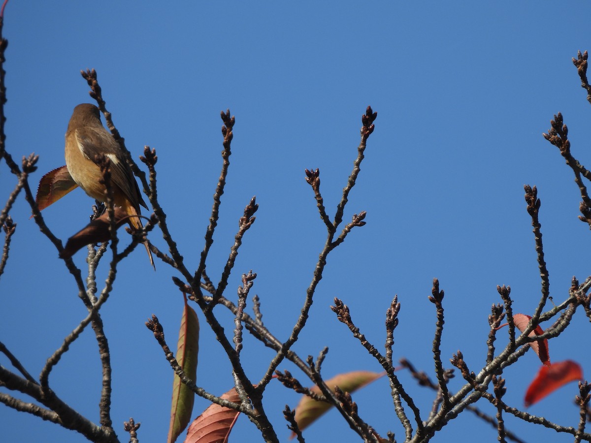 rehek daurský - ML645096614