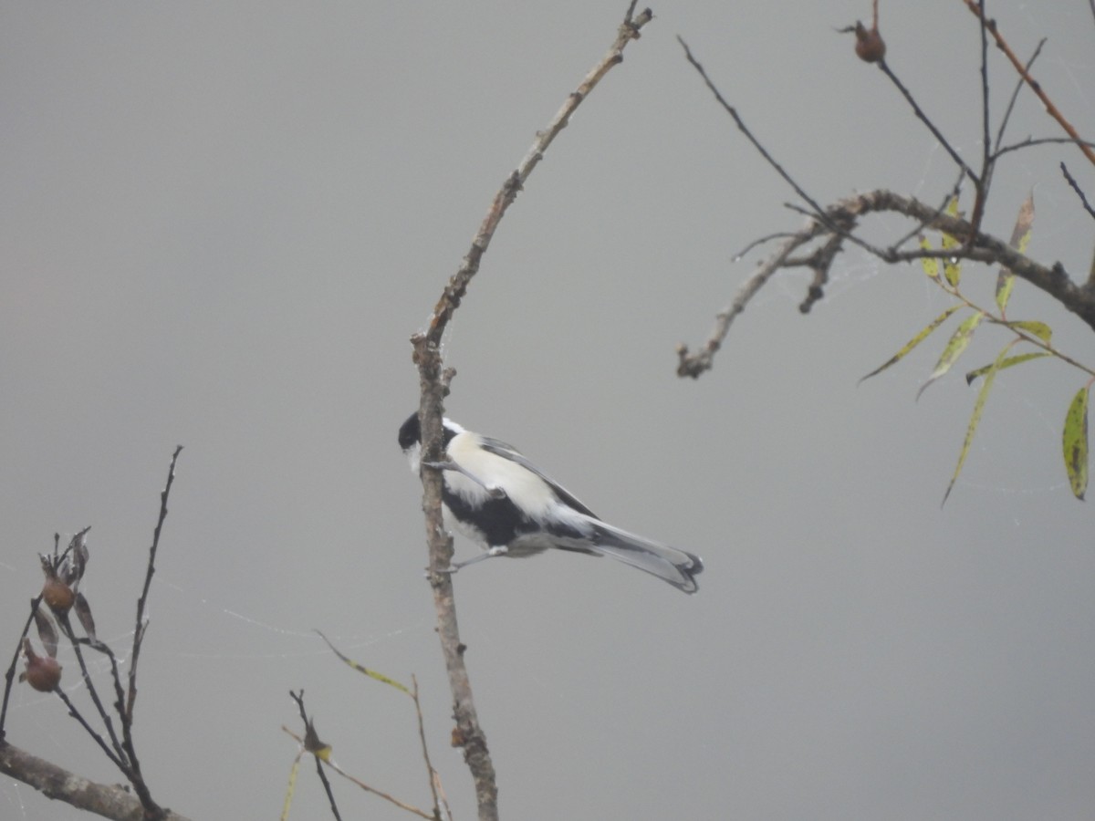 sýkora popelavá - ML645096617