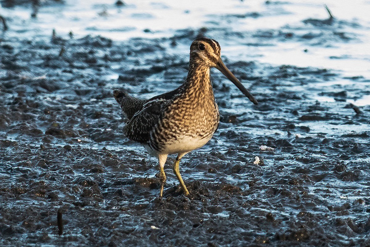 Wilson's Snipe - ML645096622