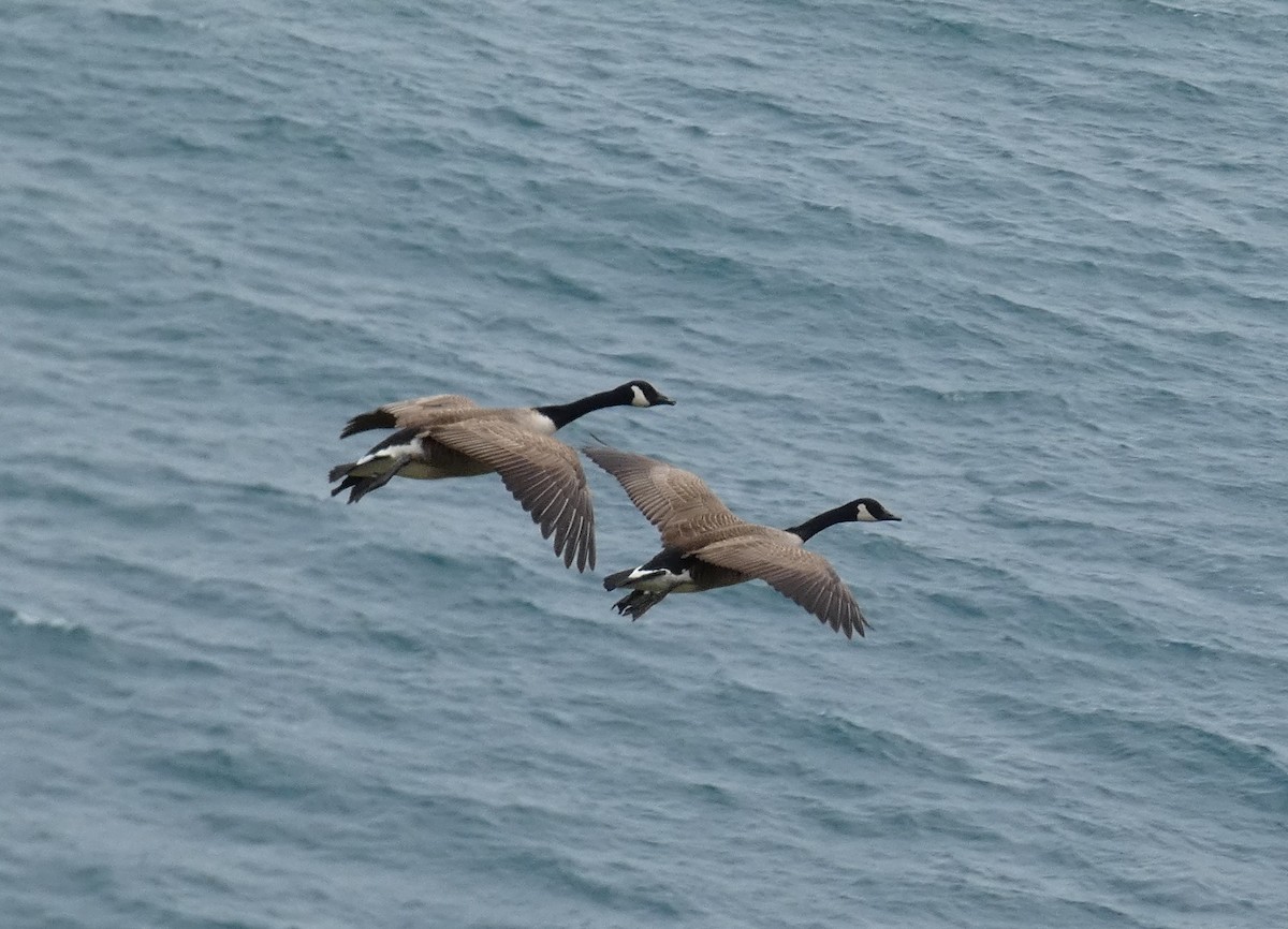 Barnacla Canadiense Grande - ML645096623