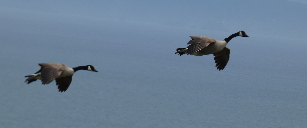 Barnacla Canadiense Grande - ML645096626