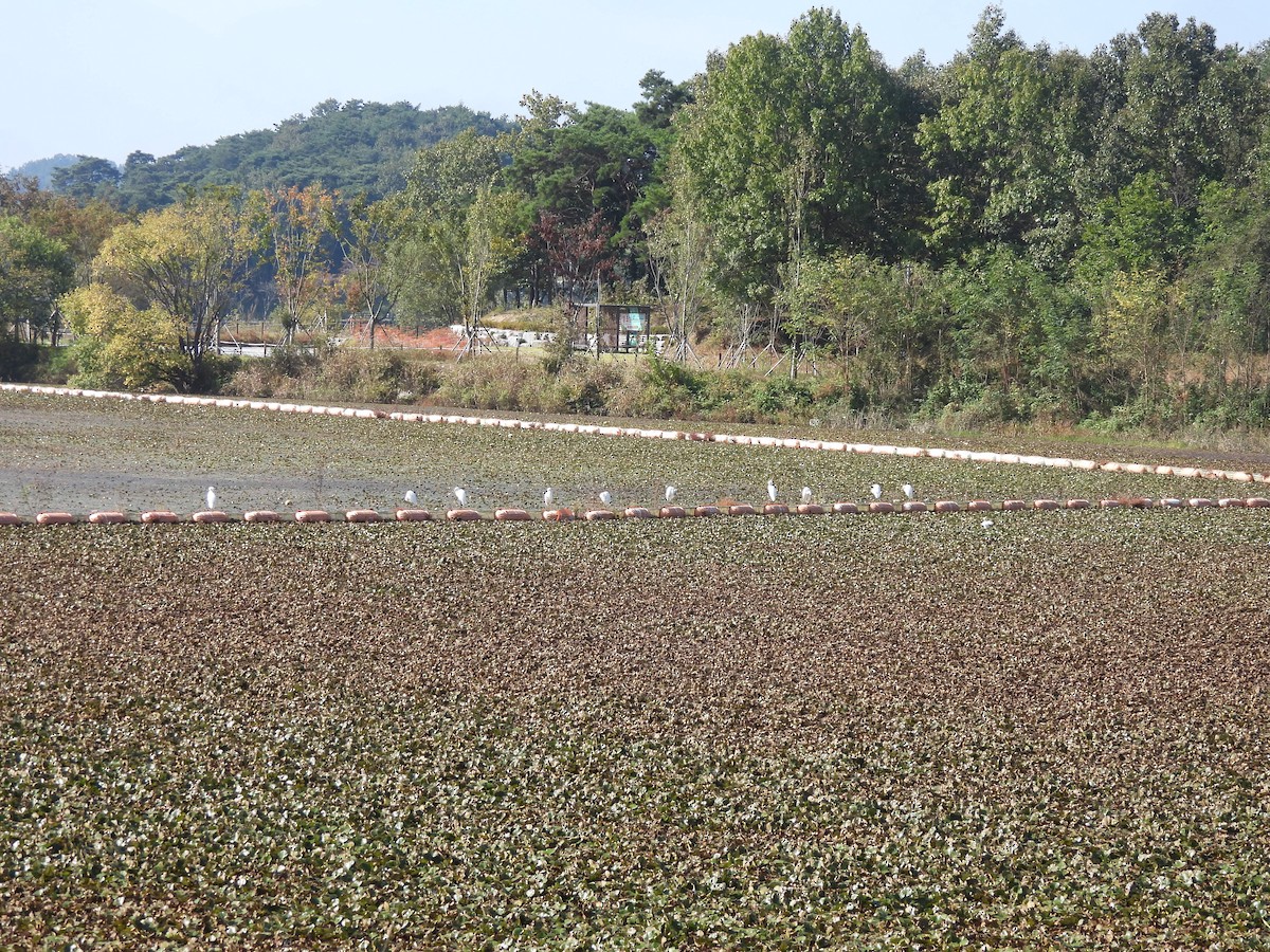 volavka bílá - ML645096628