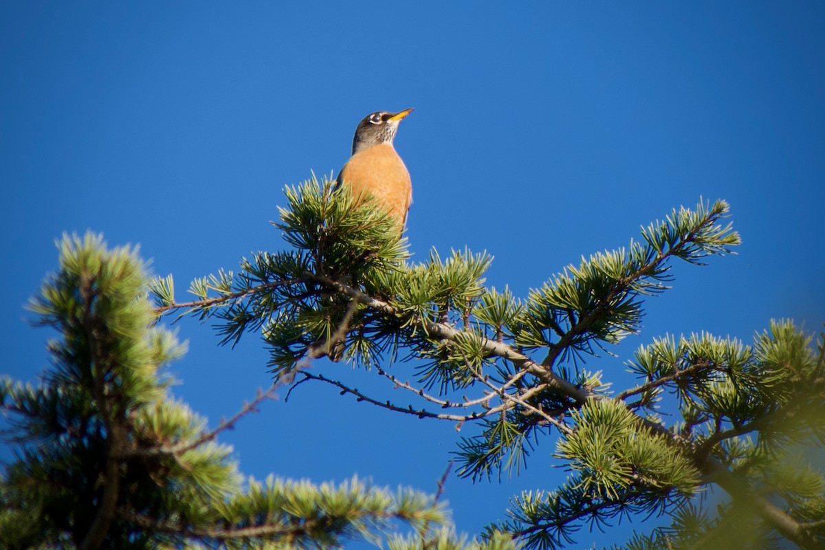 vandretrost - ML645096630