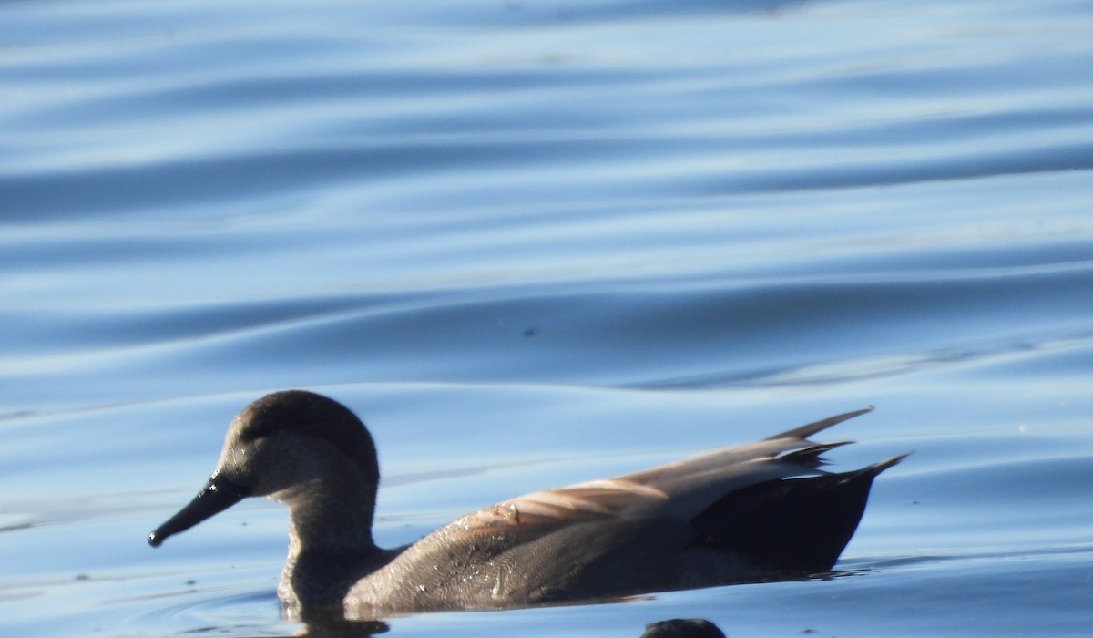 Canard chipeau - ML645096634