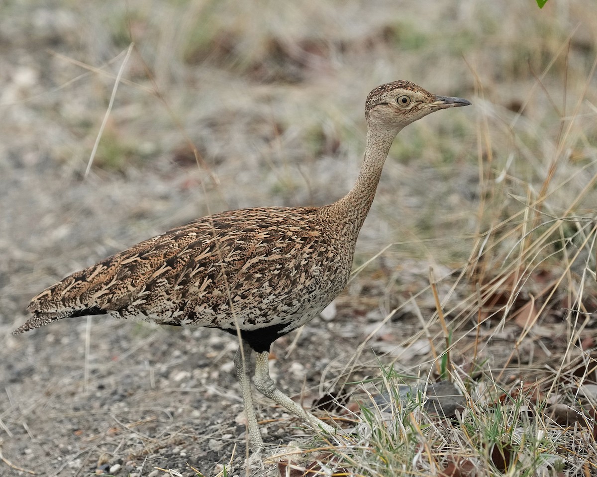 Red-crested Bustard - ML645096635