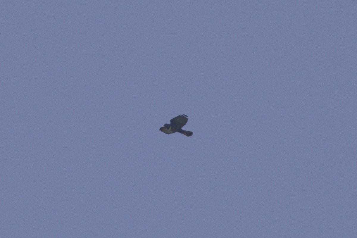 Black Baza - ML645096670