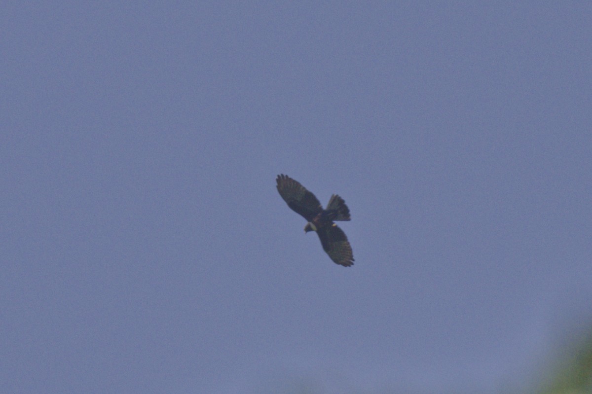 Black Baza - ML645096671