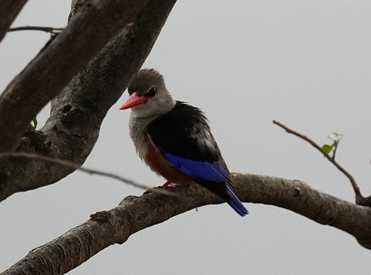 Martin-chasseur à tête grise - ML645096704