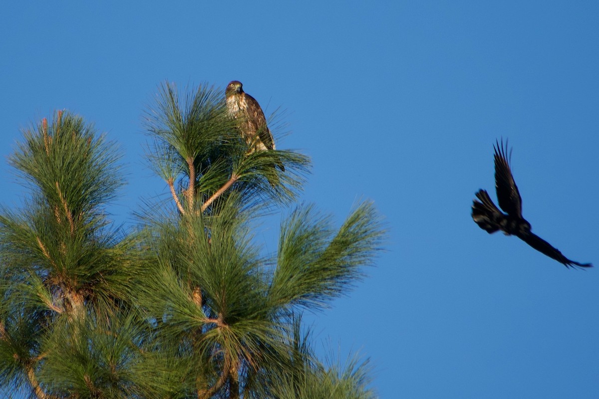 Red-tailed Hawk (calurus/alascensis) - ML645096735