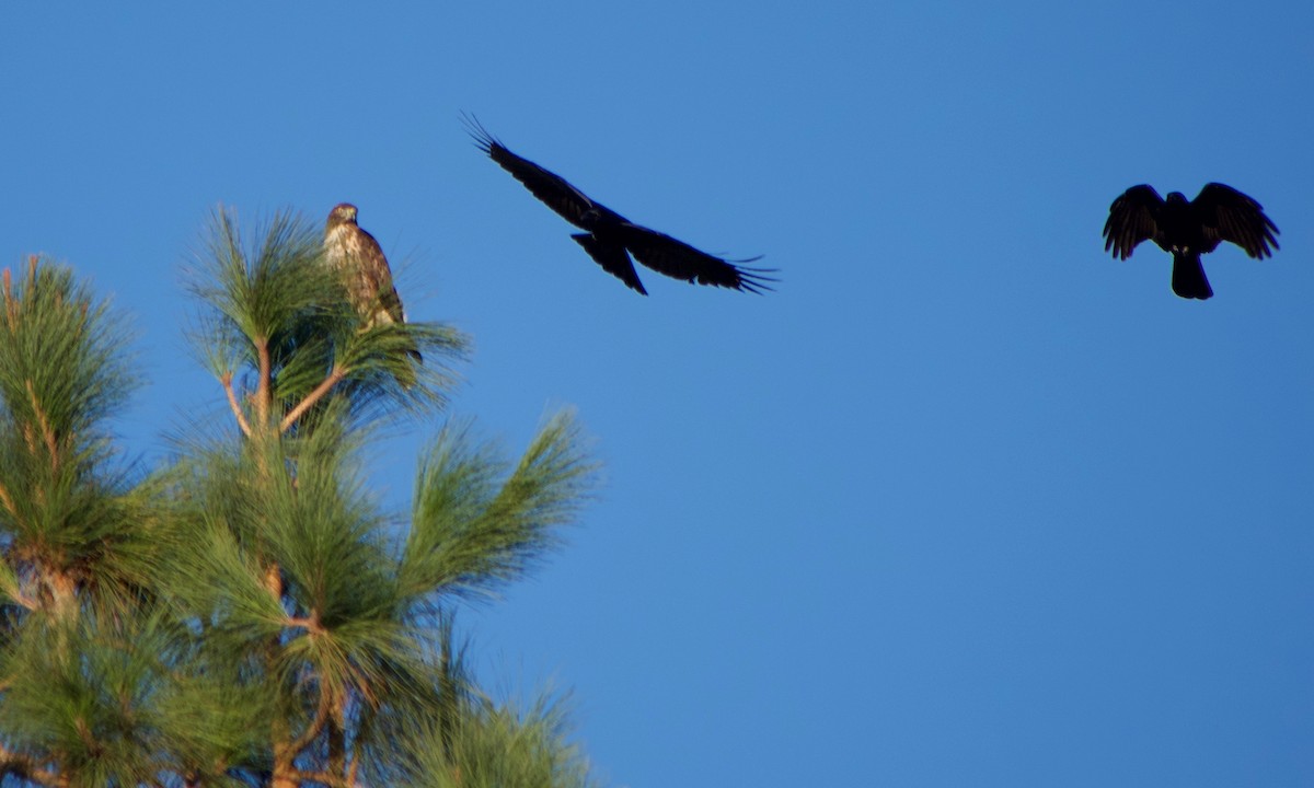 Red-tailed Hawk (calurus/alascensis) - ML645096746