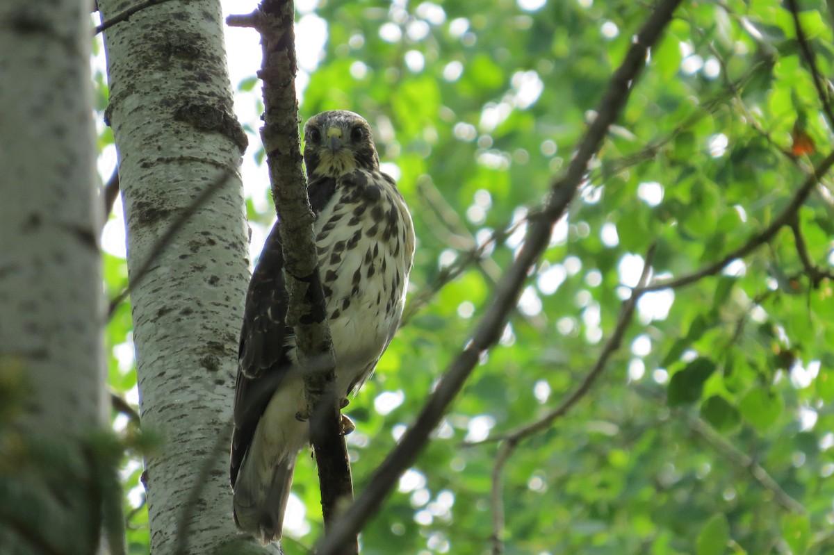 káně širokokřídlá - ML645096777