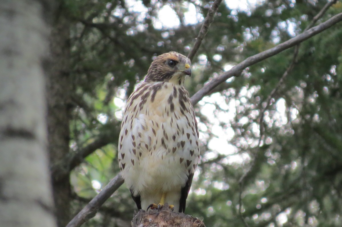 káně širokokřídlá - ML645096781