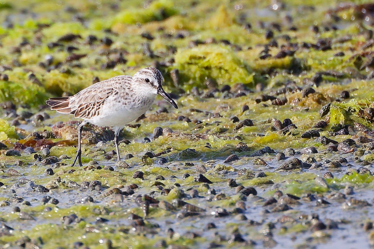 Broad-billed Sandpiper - ML645096787
