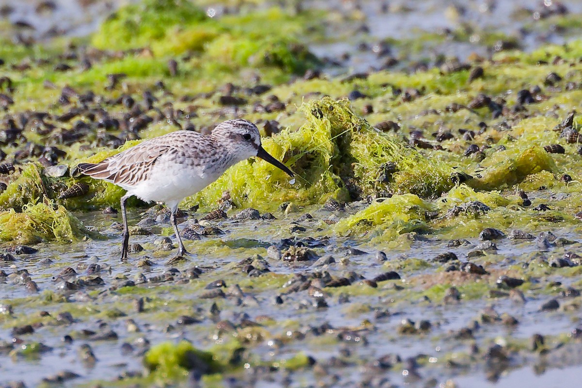 Broad-billed Sandpiper - ML645096791