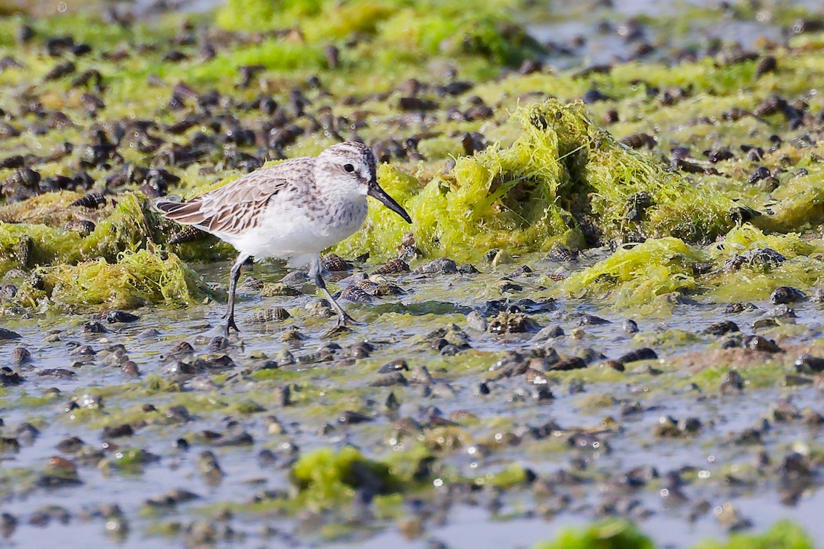Broad-billed Sandpiper - ML645096792