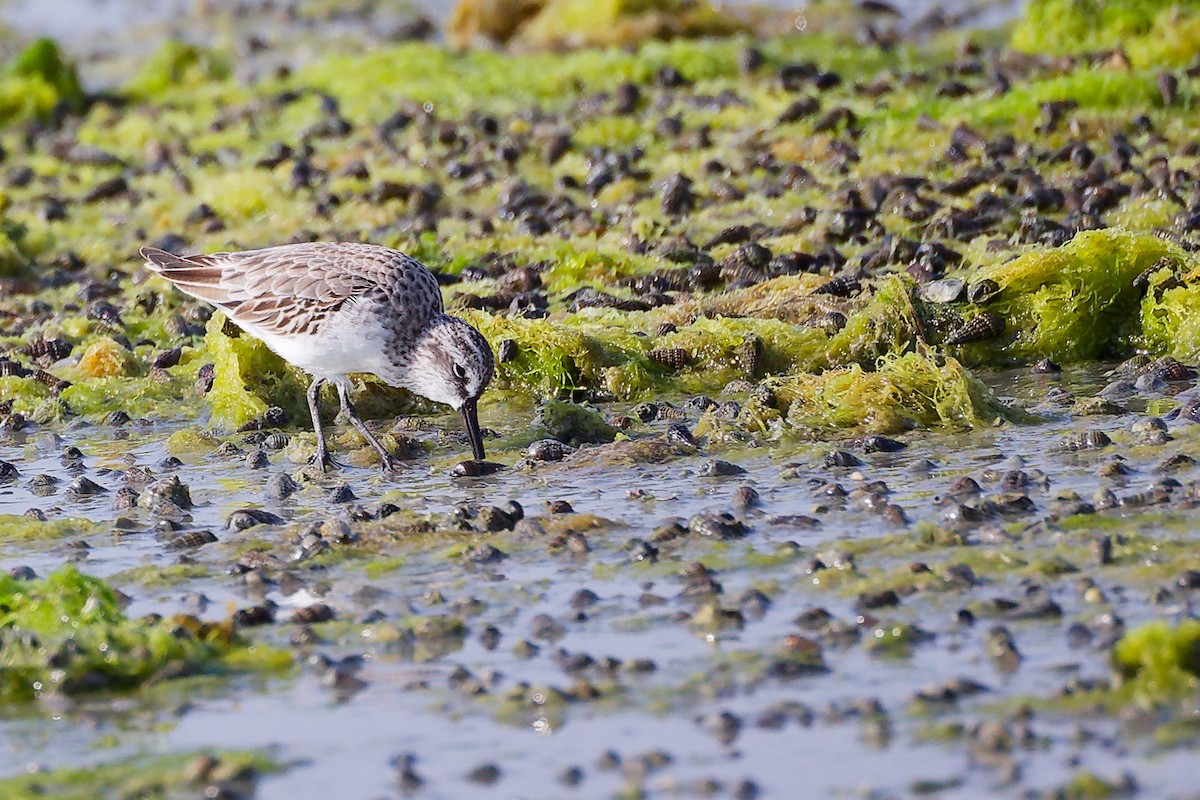 Broad-billed Sandpiper - ML645096793