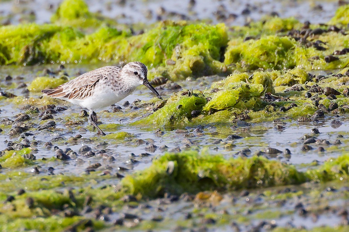 Broad-billed Sandpiper - ML645096794