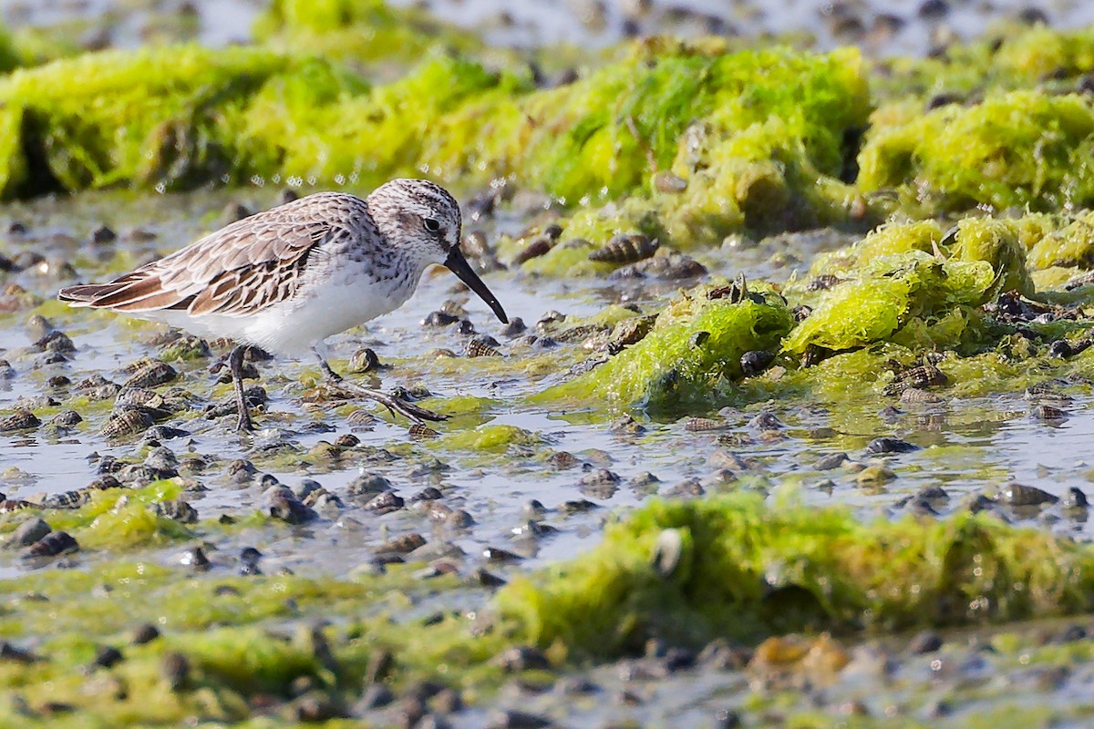 Broad-billed Sandpiper - ML645096795