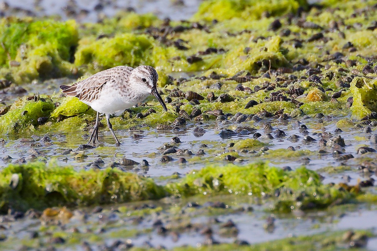 Broad-billed Sandpiper - ML645096796