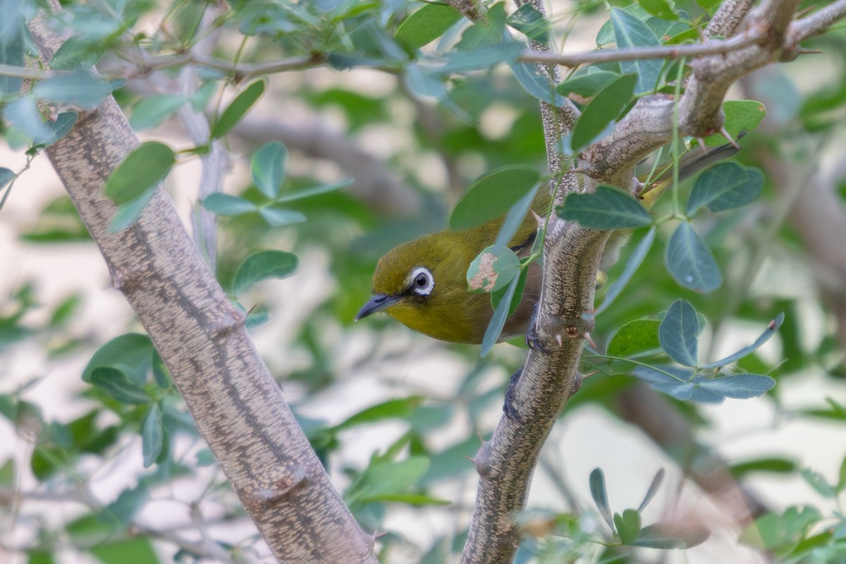 Warbling White-eye - ML645096814