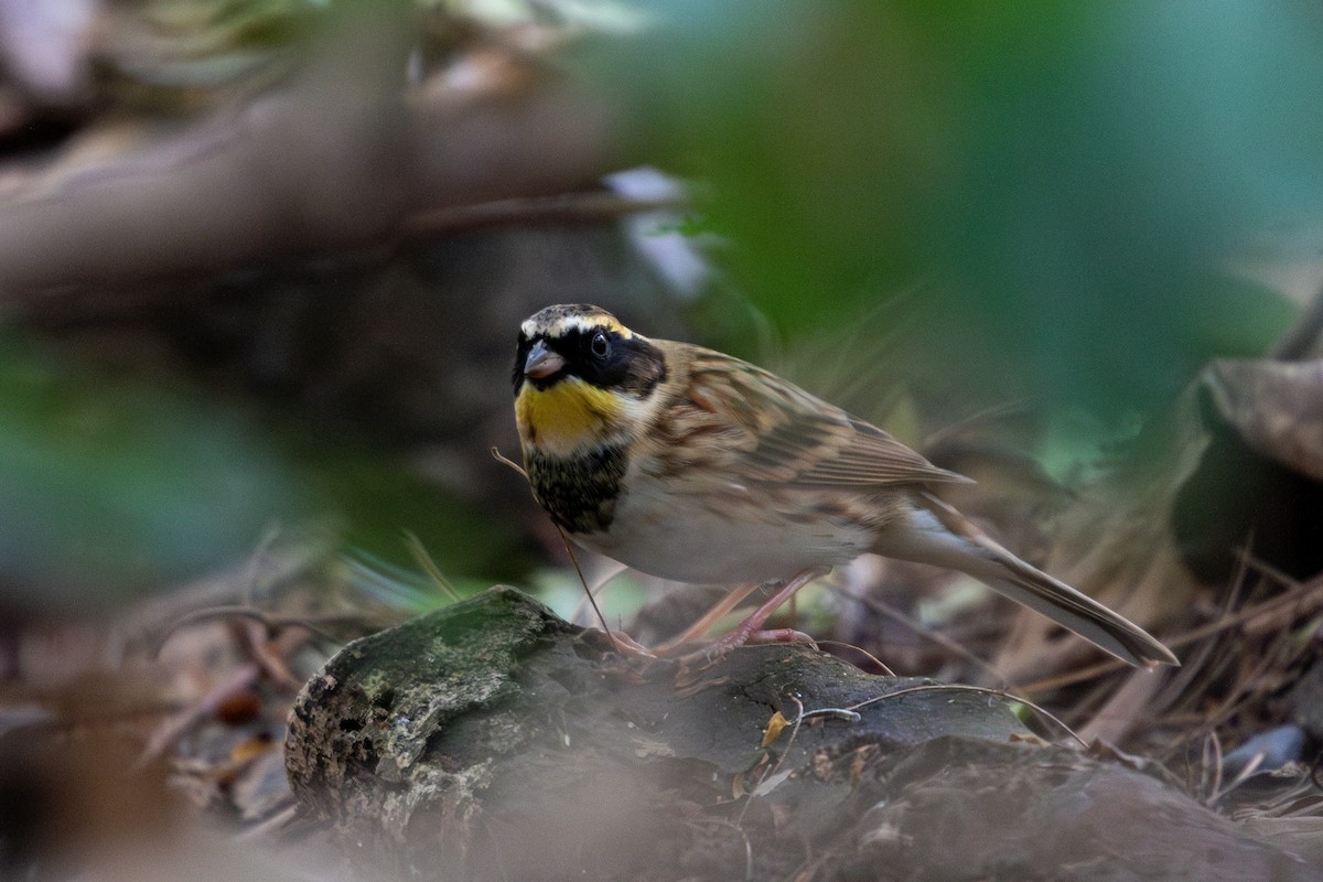 Yellow-throated Bunting - ML645096844