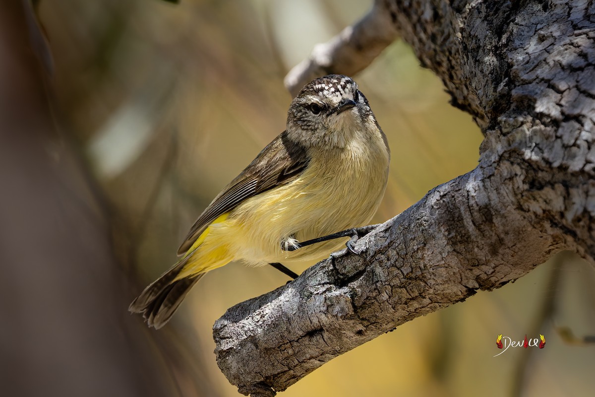 Yellow-rumped Thornbill - ML645096846