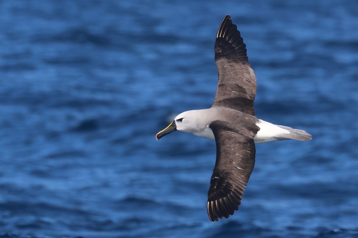 Albatros Picofino Atlántico - ML645096862