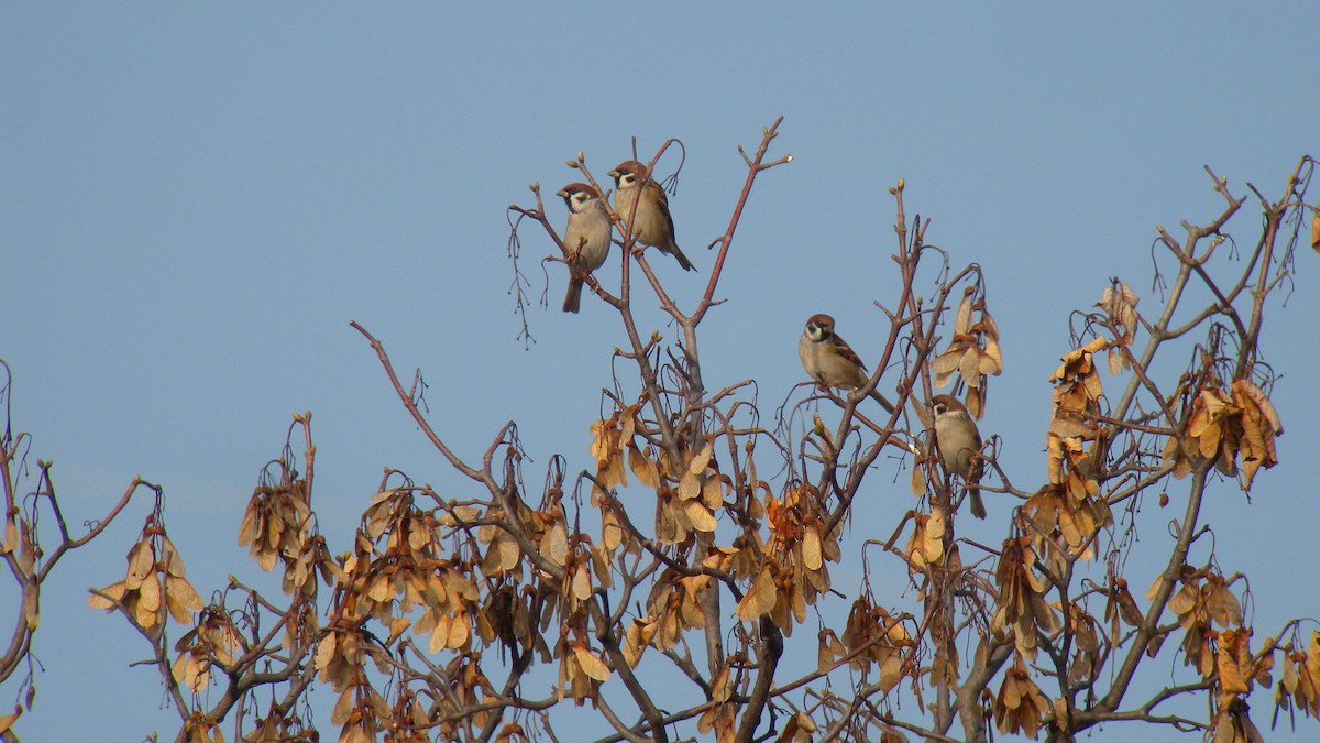 Ağaç Serçesi - ML645096874