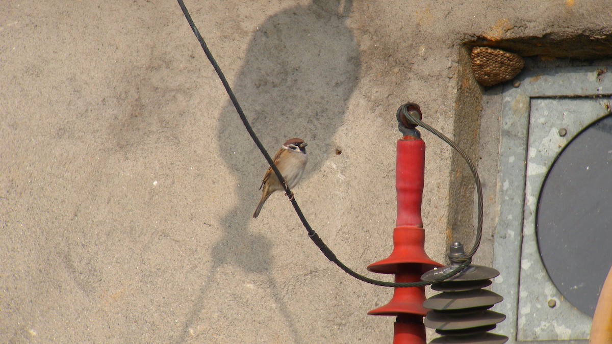 Ağaç Serçesi - ML645096875